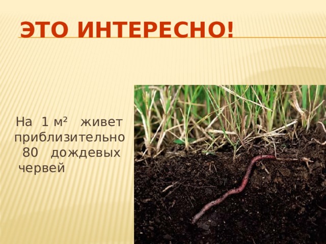 Это интересно!  На 1 м² живет приблизительно 80 дождевых червей 