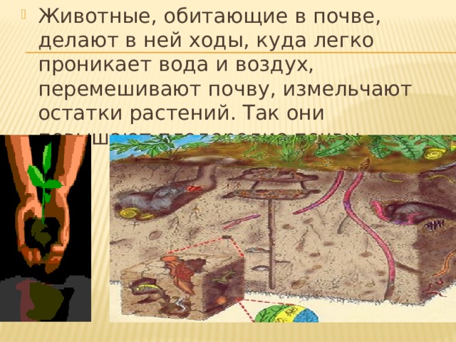 Животные, обитающие в почве, делают в ней ходы, куда легко проникает вода и воздух, перемешивают почву, измельчают остатки растений. Так они повышают плодородие почвы. 