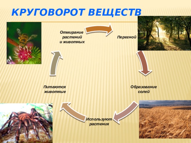 Круговорот веществ Перегной Отмирание  растений  и животных Образование Питаются  животные  солей  Используют  растения  