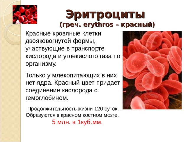Эритроциты  (греч. е rythros – красный) Красные кровяные клетки двояковогнутой формы, участвующие в транспорте кислорода и углекислого газа по организму. Только у млекопитающих в них нет ядра. Красный цвет придает соединение кислорода с гемоглобином. Продолжительность жизни 120 суток. Образуются в красном костном мозге. 5 млн. в 1куб.мм. 