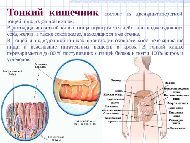 Пища кишка. Двенадцатиперстная кишка в пищеварительной системе. Трубка в кишечнике для питания. Тонкая кишка состоит из.