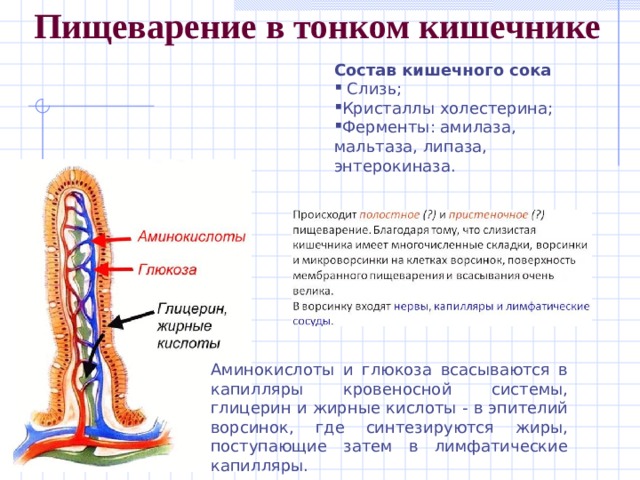 Всасывание питательных веществ в кровь 8 класс презентация пасечник