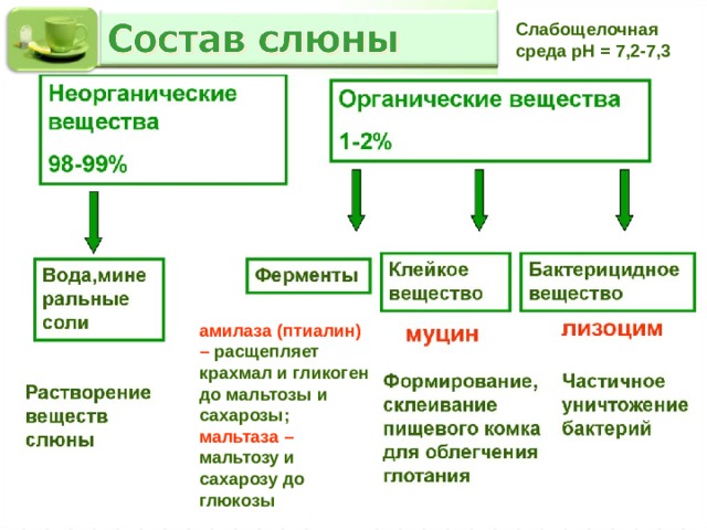 В ротовой полости фермент амилаза птиалин расщепляет