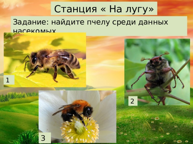 Станция « На лугу» Задание: найдите пчелу среди данных насекомых . 1 Луг — это территория, обильно покрытая травами и цветами. Но это далеко не все, луг - это еще и насекомые, опыляющие растения. И сегодня мы подробнее поговорим о семой большой труженице луга – о пчеле.  ОПИСАНИЕ ПЧЕЛЫ: В обширном семействе пчелиных наиболее знаменита медоносная пчела (Apis mellifera). С незапамятных времен человек использует ее для получения меда. Рабочих особей пчелы легко узнать благодаря собирательному аппарату на задней лапке, где скапливается собранная пыльца, образуя обножку. Европейская пчела была завезена в Америку первыми колонистами для получения меда и опыления полей. Многие американцы считают, что пчелы в Америке жили всегда. 2 3  