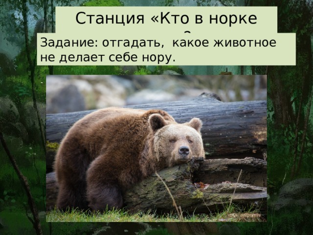 Станция «Кто в норке живет?» Задание: отгадать, какое животное не делает себе нору. В норах живут такие животные как суслики, мышки- полевки, кроты - вредители главные на дачах, лисы, сурки, барсуки, МЕДВЕДЬ , выхухоль, бобры роют норы, песчанки, хомяки. В этих норах зверьки делают запасы продовольствия, зимуют, выводят потомство.  Сейчас вы послушали я вам рассказала о тех животных, которые делают себе норы. Но я вас обманула. Один из перечисленных животных не жедает себе норку. Кто это был?  