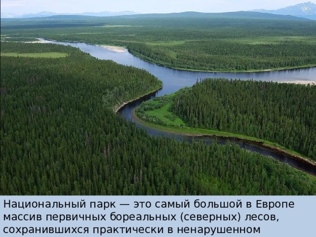 Национальный парк — один из крупнейших природных резерватов не только в России, но и в мире. Это самый большой в Европе массив первичных бореальных (северных) лесов, сохранившихся практически в ненарушенном состоянии Национальный парк — это самый большой в Европе массив первичных бореальных (северных) лесов, сохранившихся практически в ненарушенном состоянии  