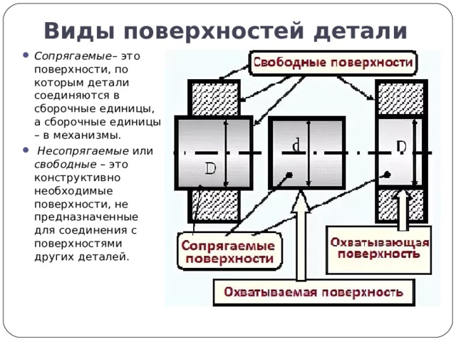 Виды моторных единиц