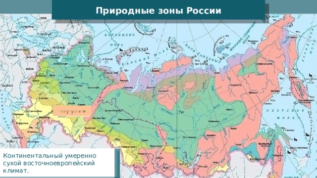 Природные зоны России Континентальный умеренно сухой восточноевропейский климат. 