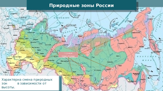 Природные зоны России Характерна смена природных зон в зависимости от высоты. 