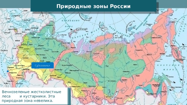 Природные зоны России Вечнозеленые жестколистные леса и кустарники. Эта природная зона невелика. 
