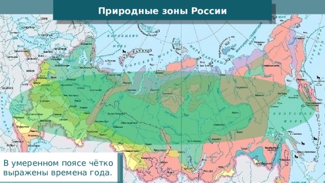 Природные зоны России В умеренном поясе чётко выражены времена года. 