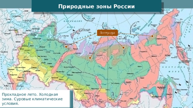Природные зоны России Прохладное лето. Холодная зима. C уровые климатические условия. 