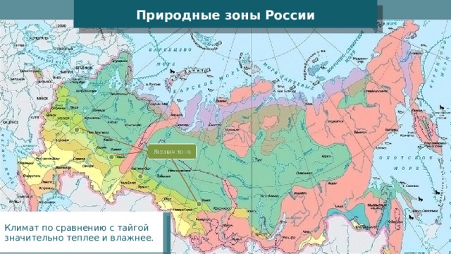 Природные зоны России Климат по сравнению с тайгой значительно теплее и влажнее. 