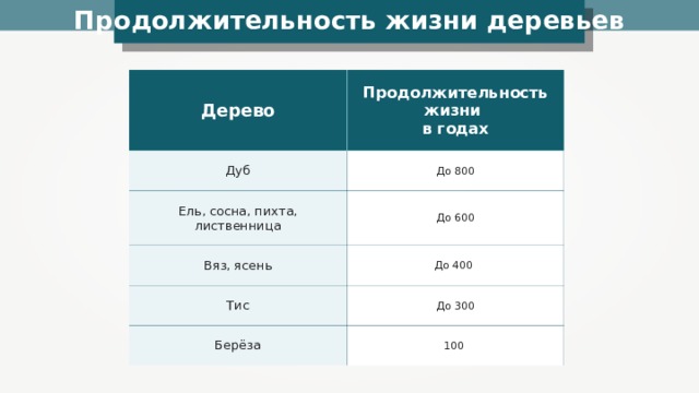 Продолжительность жизни ели сосны и лиственницы