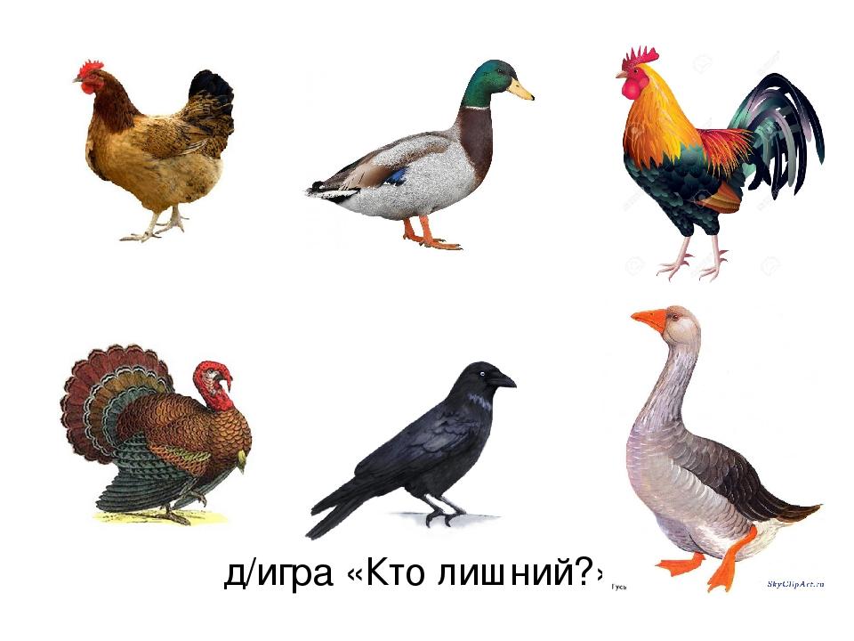 Домашние птицы для детей