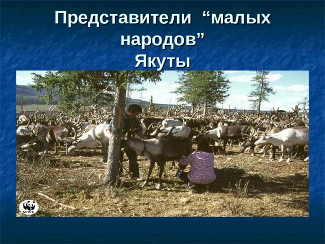 Представители “ малых народов ”  Якуты 
