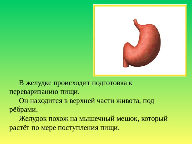В желудке происходит подготовка к перевариванию пищи. Он находится в верхней части живота, под рёбрами. Желудок похож на мышечный мешок, который растёт по мере поступления пищи. 