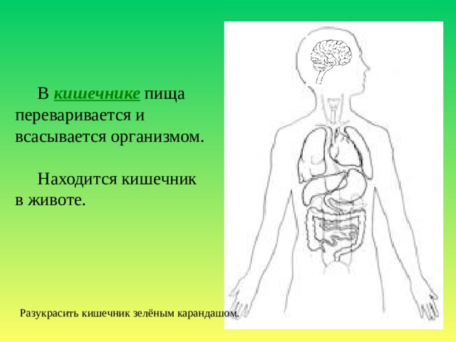 В кишечнике пища переваривается и всасывается организмом. Находится кишечник в животе. Разукрасить кишечник зелёным карандашом. 