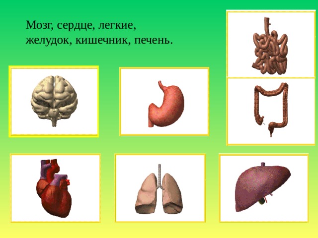 Презентация как работает наш организм 3 класс. Что такое мозг легкие сердце печень желудок кишечник. Мозг и сердце.