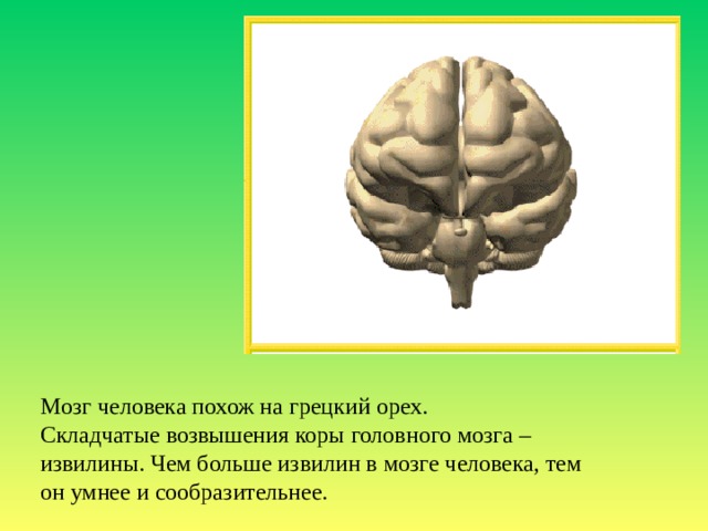 Мозг человека похож на грецкий орех. Складчатые возвышения коры головного мозга – извилины. Чем больше извилин в мозге человека, тем он умнее и сообразительнее.  