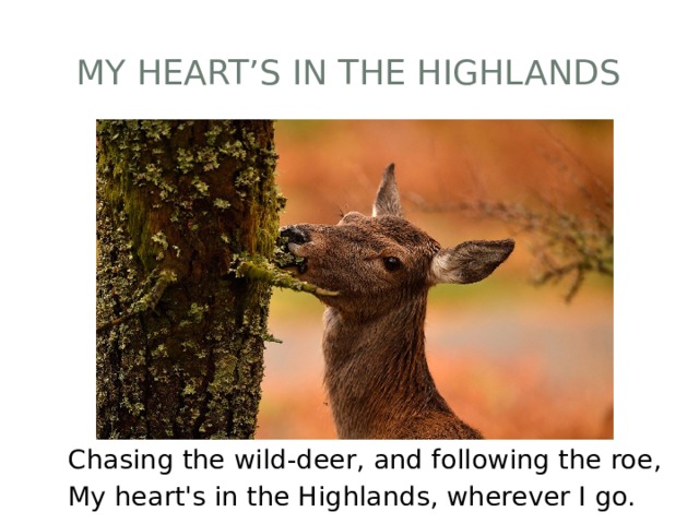 My heart’s in the Highlands Chasing the wild-deer, and following the roe, My heart's in the Highlands, wherever I go. 