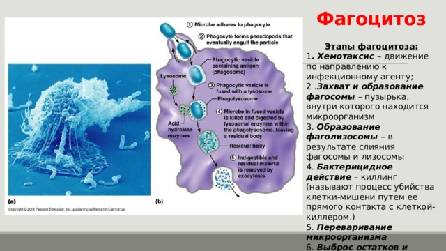 Фагоцитоз Этапы фагоцитоза: 1 . Хемотаксис – движение по направлению к инфекционному агенту; 2 . Захват и образование фагосомы – пузырька, внутри которого находится микроорганизм 3. Образование фаголизосомы – в результате слияния фагосомы и лизосомы 4. Бактерицидное действие – киллинг (называют процесс убийства клетки-мишени путем ее прямого контакта с клеткой-киллером.) 5. Переваривание микроорганизма 6. Выброс остатков и презентация антигена 