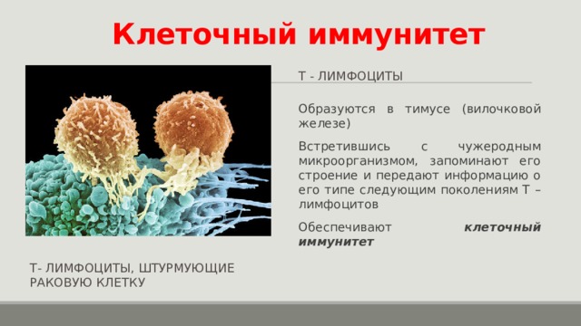 Клеточный иммунитет Т - лимфоциты Образуются в тимусе (вилочковой железе) Встретившись с чужеродным микроорганизмом, запоминают его строение и передают информацию о его типе следующим поколениям Т – лимфоцитов Обеспечивают клеточный иммунитет Т- лимфоциты, штурмующие раковую клетку  