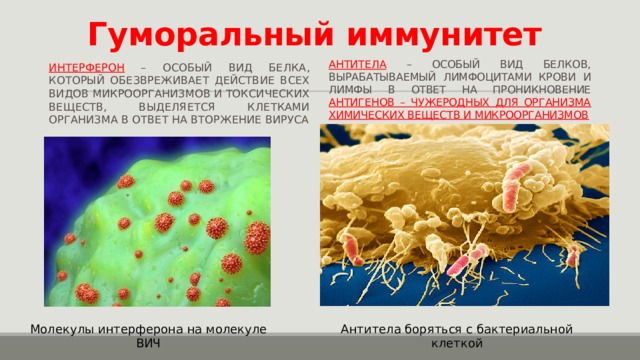 Гуморальный иммунитет Интерферон – особый вид белка, который обезвреживает действие всех видов микроорганизмов и токсических веществ, выделяется клетками организма в ответ на вторжение вируса Антитела – особый вид белков, вырабатываемый лимфоцитами крови и лимфы в ответ на проникновение антигенов – чужеродных для организма химических веществ и микроорганизмов Молекулы интерферона на молекуле ВИЧ Антитела боряться с бактериальной клеткой 