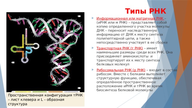 Типы РНК рибосомальная транспортная матричная. Строение и функции МРНК, ТРНК, РРНК. ДНК ИРНК ТРНК.