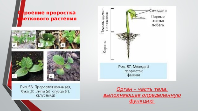 Строение проростка цветкового растения Орган – часть тела, выполняющая определенную функцию 