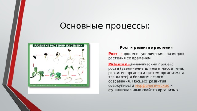 Как называют процесс роста