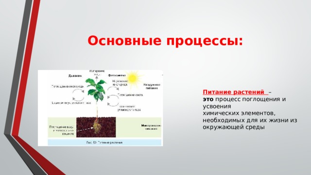 Какая ботаническая наука изучает размножение растений. Процессы жизнедеятельности растений. Важные процессы жизнедеятельности растений. Процессы жизнедеятельности растений 6 класс. Основные процессы жизнедеятельности растений.