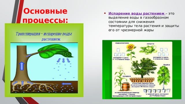Какое значение имеет испарение для растений кратко. Процессы жизнедеятельности растений. Основные процессы, происходящие в растениях.