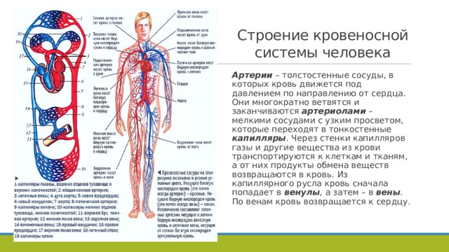Органы кровеносной системы и выполняемой функции. Артерии кровеносной системы строение. Строение кровяной системы человека. Артерии и вены человека схема.