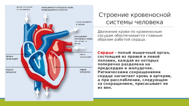 Строение кровеносной системы человека Движение крови по кровеносным сосудам обеспечивается главным образом работой сердца.   Сердце  – полый мышечный орган, состоящий из правой и левой половин, каждая из которых поперечно разделена на предсердие и желудочек. Ритмическими сокращениями сердце нагнетает кровь в артерии, а при расслаблении, следующем за сокращением, присасывает ее из вен. Сердце у человека расположено ассиметрично в грудной полости между легкими за грудиной: 2/3 его находится влево, а 1/3 – вправо от средней линии. Такая асимметрия свойственна лишь человеку и возникла в связи с вертикальным положением его тела. Масса сердца у мужчин в среднем 300 г., у женщин – 250 г.  