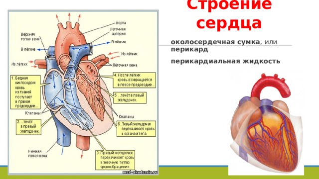 Строение сердца околосердечная сумка , или перикард перикардиальная жидкость Сердце окружено конусовидным мешком – околосердечной сумкой , или перикардом , наружный слой которого состоит из нерастяжимой фиброзной ткани, а внутренний – из двух листков, один из которых сращен с сердцем, а второй – с фиброзной тканью. В щели между этими листками находится перикардиальная жидкость (20 мл), которая уменьшает трение между стенками сердца и окружающими тканями. Кроме того, неэластичный перикард препятствует излишнему растяжению сердца или переполнению его кровью. Стенки полостей сердца значительно различаются по толщине: в предсердиях они относительно тонкие (2–5 мм), в левом желудочке (в среднем 15 мм) обычно в 2,5 раза толще, чем в правом (около 6 мм).  