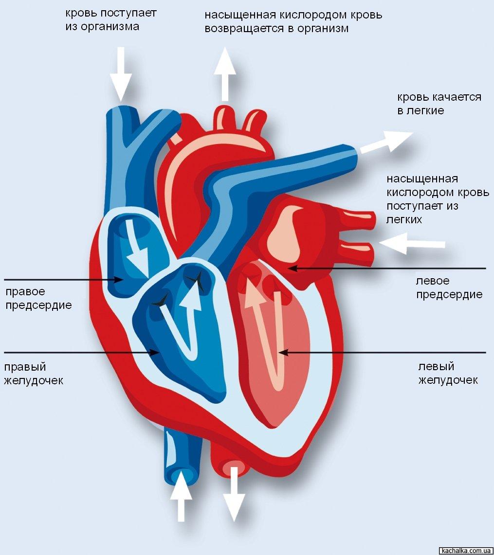Схема работы сердца и движение крови по сосудам