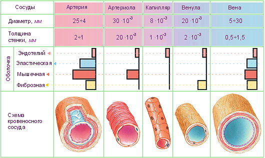 Гистология сердечно-сосудистой системы - презентация