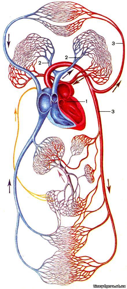 Простейшие кровообращения. Сердечно-сосудистая система человека круги кровообращения. Кровеносная система человека большой круг кровообращения. Кровоснабжение малый и большой круг. Сердце сердечно сосудистая система круги кровообращения.