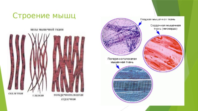 Строение мышц Мышечная ткань. Для осуществления различных движений в организме человека, как и у всех позвоночных животных, имеются 3 вида мышечной ткани: скелетная, сердечная и гладкая. Каждому виду ткани свойствен свой тип видоизмененных клеток - мышечных волокон. Скелетные мышцы образованы поперечнополосатой мышечной тканью, мышечные волокна которой собраны в пучки. Внутри волокон проходят белковые нити, благодаря которым мышцы способны укорачиваться - сокращаться. Сердечная мышца, как и скелетная, состоит из поперечнополосатых мышечных волокон. Эти волокна в определенных участках как бы сливаются (переплетаются). Благодаря этой особенности сердечная мышца способна быстро сокращаться. Стенки внутренних органов (сосудов, кишечника, мочевого пузыря) образованы гладкой мышечной тканью. Сокращение волокон этой ткани происходит медленно.  