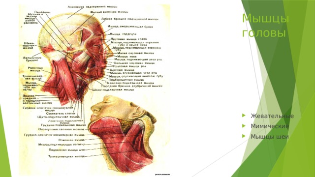 Мышцы головы Жевательные Мимические Мышцы шеи Жевательные мышцы начинаются от нижнего края скуловой дуги и прикрепляются к жевательной бугристости ветвей нижней челюсти. Мимические мышцы - круговые мышцы глаз и рта, обуславливают мимику. Мышцы шеи – повороты и наклоны головы  