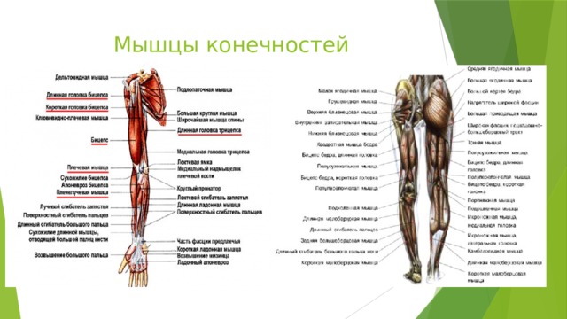 Мышцы конечностей  