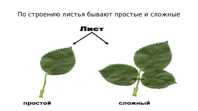 По строению листья бывают простые и сложные 