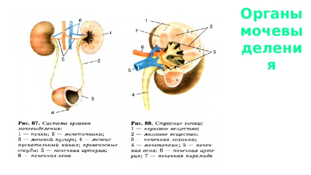 Органы мочевыделения 