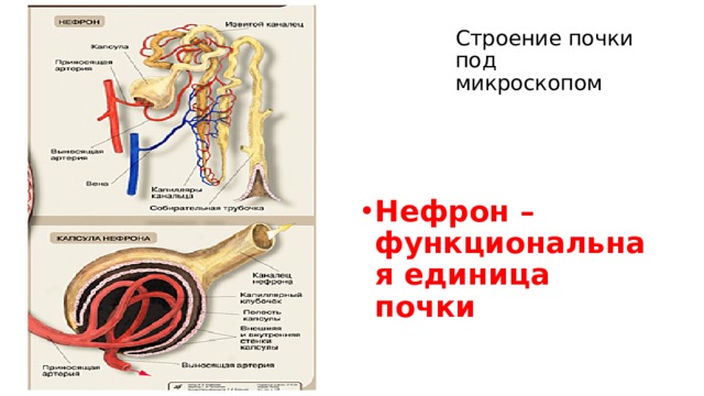 Строение почки под микроскопом Нефрон – функциональная единица почки 