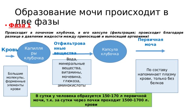 Образование мочи происходит в две фазы Фаза 1 Происходит в почечном клубочке, в его капсуле (фильтрация; происходит благодаря разнице в давлении жидкости между приносящей и выносящей артериями)  Первичная моча Отфильтрованные вещества Капсула клубочка Капилляры клубочка Кровь Вода, минеральные вещества, витамины, мочевина, глюкоза, аминокислоты По составу напоминает плазму крови, только без белков Большие молекулы, форменные элементы крови В сутки у человека образуется 150-170 л первичной мочи, т.к. за сутки через почки проходит 1500-1700 л. крови 