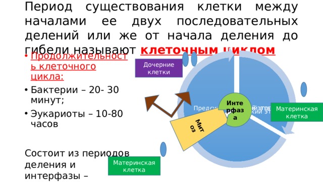 Митоз Период существования клетки между началами ее двух последовательных делений или же от начала деления до гибели называют клеточным циклом Продолжительность клеточного цикла: Бактерии – 20- 30 минут; Эукариоты – 10-80 часов Состоит из периодов деления и интерфазы – «период покоя» Синтетический этап Предсинтетический этап Послесинтетический этап Дочерние клетки Интерфаза Материнская клетка Клеточный цикл: три последовательных этапа: синтетический (интенсивно происходят процессы биосинтеза, удваиваются молекулы ДНК, хроматиды, центриоли, делятся митохондрии, пластиды), предсинтетический (этап между завершением предыдущего деления и синтетическим этапом), послесинтетический (после завершения синтетического этапа и перед делением). Продолжительность интерфазы – 90 % времени клеточного цикла. Достижение клеткой определенных размеров побуждает ее к следующему делению. Основным способом деления эукариотических клеток является митоз Материнская клетка 2 