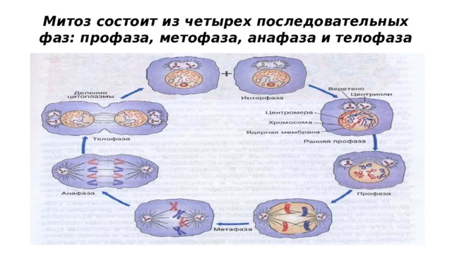 Митоз состоит из четырех последовательных фаз: профаза, метофаза, анафаза и телофаза 