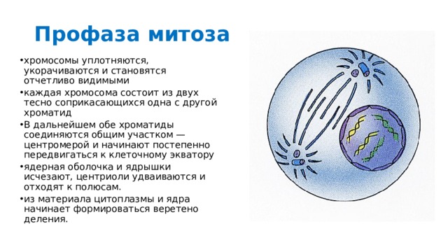Профаза митоза хромосомы уплотняются, укорачиваются и становятся отчетливо видимыми каждая хромосома состоит из двух тесно соприкасающихся одна с другой хроматид В дальнейшем обе хроматиды соединяются общим участком — центромерой и начинают постепенно передвигаться к клеточному экватору ядерная оболочка и ядрышки исчезают, центриоли удваиваются и отходят к полюсам. из материала цитоплазмы и ядра начинает формироваться веретено деления. 