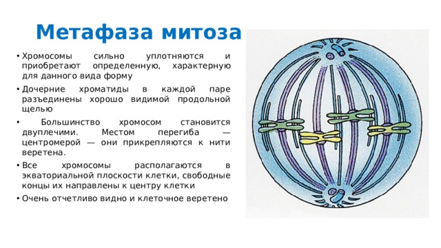 В метафазе митоза происходит. Метафаза набор хромосом. Метафаза митоза хромосомный набор. Хромосомы в метафазе митоза. Метафаза процессы происходящие в клетке.